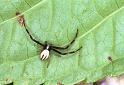 Misumena_vatia_F2195_Z_88_Les Gris_Frankrijk